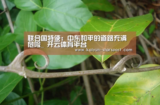  开云体育平台